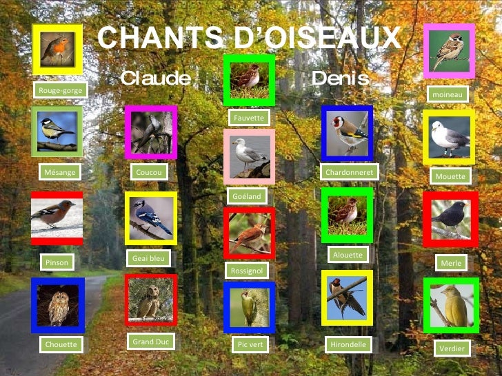 Chants Doiseaux Birds Chants By Claude Denis