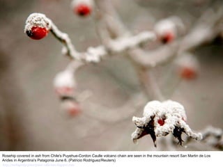 Rosehip covered in ash from Chile's Puyehue-Cordon Caulle volcano chain are seen in the mountain resort San Martin de Los Andes in Argentina's Patagonia June 6. (Patricio Rodriguez/Reuters)  http://nubiagroup-powerpoint-collection.blogspot.com/ 