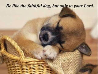 Be like the faithful dog, but only to your Lord.