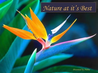 Nature at it’s Best  Presented by Nubia 
