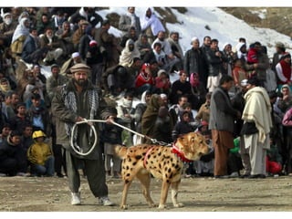 Portraits from Afghanistan