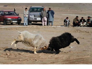 Portraits from Afghanistan