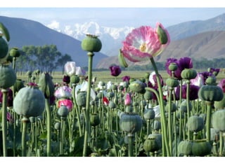 Portraits from Afghanistan