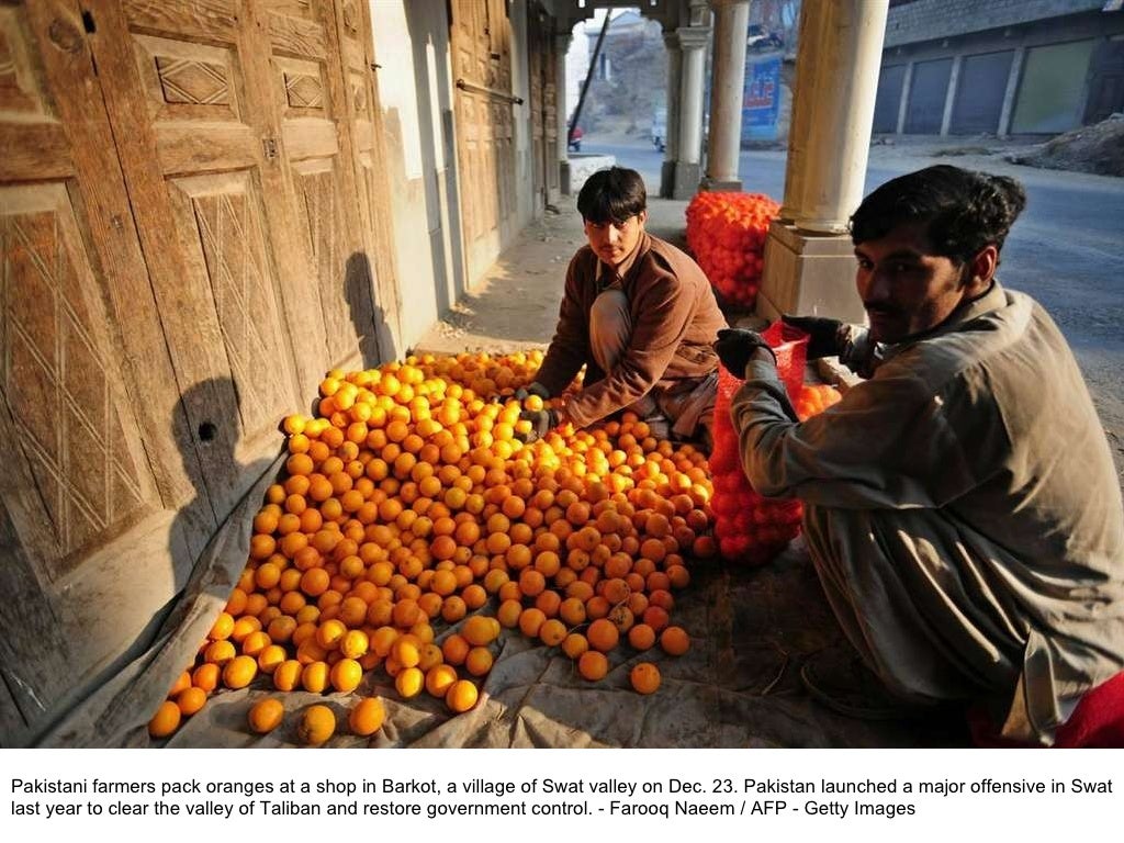 Pakistani farmers pack oranges at