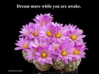 Escobaria minima Dream more while you are awake.  