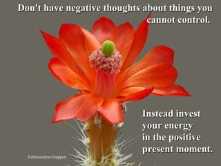 Echinocereus klapperi Don't have negative thoughts about things you cannot control.  Instead invest  your energy  in the positive  present moment. 