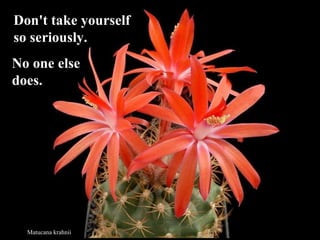 Matucana krahnii Don't take yourself  so seriously.   No one else does. 