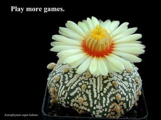 Astrophytum super kabuto Play more games.   