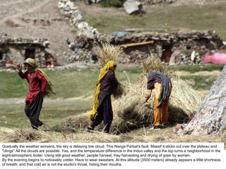 Gradually the weather worsens, the sky is delaying low cloud. This Nanga Parbat's fault. Massif it sticks out over the plateau and "clings" All the clouds are possible. Yes, and the temperature difference in the Indus valley and the top turns a neighborhood in the eight-atmospheric boiler. Using still good weather, people harvest. Hay harvesting and drying of grain by women. By the evening begins to noticeably colder. Have to wear sweaters. At this altitude (3500 meters) already appears a little shortness of breath, and that cold air is not the studio's throat, hiding their mouths. 