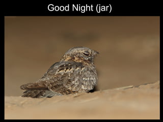 Nubian Nightjar Presentation 10.6.09