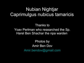 Nubian Nightjar Presentation 10.6.09