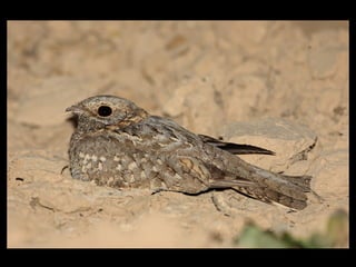 Nubian Nightjar Presentation 10.6.09