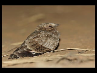 Nubian Nightjar Presentation 10.6.09
