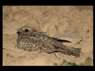 Nubian Nightjar Presentation 10.6.09