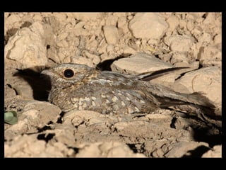 Nubian Nightjar Presentation 10.6.09