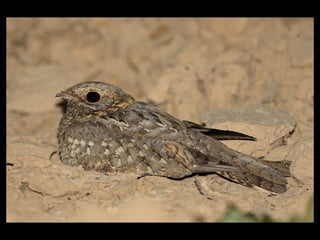 Nubian Nightjar Presentation 10.6.09