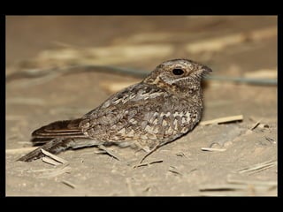 Nubian Nightjar Presentation 10.6.09