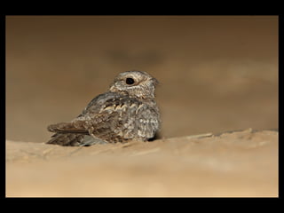 Nubian Nightjar Presentation 10.6.09