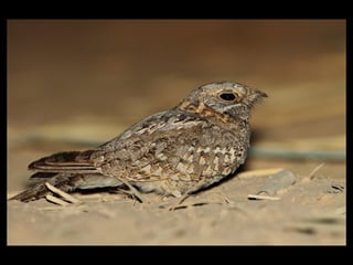 Nubian Nightjar Presentation 10.6.09