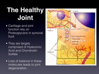The Healthy
   Joint
• Cartilage and joint
  function rely on
  Proteoglycans in synovial
  ﬂuid

• They are largely
  comprised of Hyaluronic
  Acid and Chondroitin
  Sulfate

• Loss of balance in these
  molecules leads to joint
  degeneration.
 