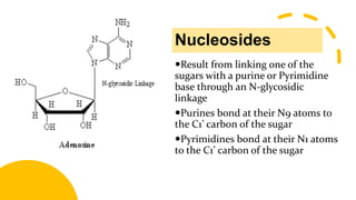 Nucleosides
Result from linking one of the
sugars with a purine or Pyrimidine
base through an N-glycosidic
linkage
Purines bond at their N9 atoms to
the C1’ carbon of the sugar
Pyrimidines bond at their N1 atoms
to the C1’ carbon of the sugar
 