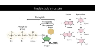 Nucleic acid structure
 