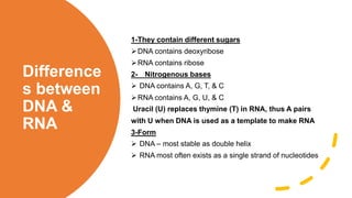Difference
s between
DNA &
RNA
-
1 They contain different sugars
DNA contains deoxyribose
RNA contains ribose
-
2 Nitrogenous bases
 DNA contains A, G, T, & C
RNA contains A, G, U, & C
Uracil (U) replaces thymine (T) in RNA, thus A pairs
with U when DNA is used as a template to make RNA
-
3 Form
 DNA – most stable as double helix
 RNA most often exists as a single strand of nucleotides
 