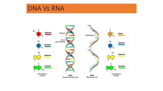 DNA Vs RNA
 