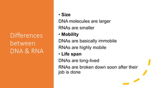 Differences
between
DNA & RNA
• Size
DNA molecules are larger
RNAs are smaller
• Mobility
DNAs are basically immobile
RNAs are highly mobile
• Life span
DNAs are long-lived
RNAs are broken down soon after their
job is done
 