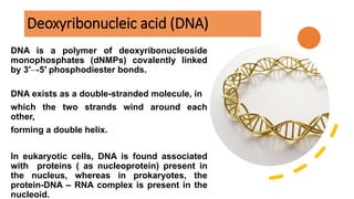 Deoxyribonucleic acid (DNA)
DNA is a polymer of deoxyribonucleoside
monophosphates (dNMPs) covalently linked
by 3′→5′ phosphodiester bonds.
DNA exists as a double-stranded molecule, in
which the two strands wind around each
other,
forming a double helix.
In eukaryotic cells, DNA is found associated
with proteins ( as nucleoprotein) present in
the nucleus, whereas in prokaryotes, the
protein-DNA – RNA complex is present in the
nucleoid.
 