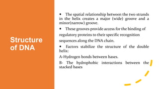 Structure
of DNA
 The spatial relationship between the two strands
in the helix creates a major (wide) groove and a
minor(narrow) groove.
 These grooves provide access for the binding of
regulatory proteins to their specific recognition
sequences along the DNA chain.
 Factors stabilize the structure of the double
helix:
A-Hydrogen bonds between bases.
B- The hydrophobic interactions between the
stacked bases
 