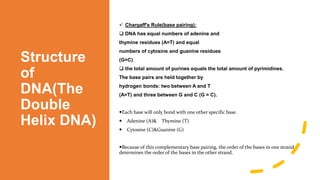 Structure
of
DNA(The
Double
Helix DNA)
 Chargaff's Rule(base pairing):
 DNA has equal numbers of adenine and
thymine residues (A=T) and equal
numbers of cytosine and guanine residues
(G=C)
 the total amount of purines equals the total amount of pyrimidines.
The base pairs are held together by
hydrogen bonds: two between A and T
(A=T) and three between G and C (G = C).
Each base will only bond with one other specific base.
 Adenine (A)& Thymine (T)
 Cytosine (C)&Guanine (G)
Because of this complementary base pairing, the order of the bases in one strand
determines the order of the bases in the other strand.
 