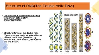 Structure of DNA(The Double Helix DNA)
Denaturation &renaturation &melting
temperature (effect of PH
&TEMPERATURE).
Structural forms of the double helix
:There are three major structural forms
of DNA: the B form (described by
Watson and Crick in 1953), the A form,
and the Z form.
 