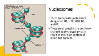 Nucleosomes
• There are 5 classes of histones,
designated H1, H2A, H2B, H3,
andH4.
• These small proteins are positively
charged at physiologic pH as a
result of their high content of
lysine and arginine.
 