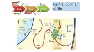 Central dogma
of life
 
