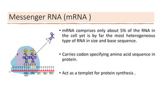 Messenger RNA (mRNA )
• mRNA comprises only about 5% of the RNA in
the cell yet is by far the most heterogeneous
type of RNA in size and base sequence.
• Carries codon specifying amino acid sequence in
protein.
• Act as a templet for protein synthesis .
 