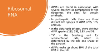 Ribosomal
RNA
• rRNAs are found in association with
several proteins as components of the
ribosomes the sites for protein
synthesis.
• In prokaryotic cells there are three
distinct size species of rRNA (23S, 16S,
and 5S).
• In the eukaryotic cytosol, there are four
rRNA species (28S, 18S, 5.8S, and 5S.
• “S” is the Svedberg unit for
sedimentation rate, which is
determined by the size and shape of
the particle.)
• rRNAs make up about 80% of the total
RNA in the cell.
 