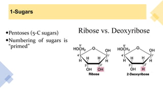 1-Sugars
Pentoses (5-C sugars)
Numbering of sugars is
“primed”
 