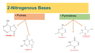 2-Nitrogenous Bases
• Purines • Pyrimidines
 