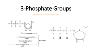3-Phosphate Groups
 