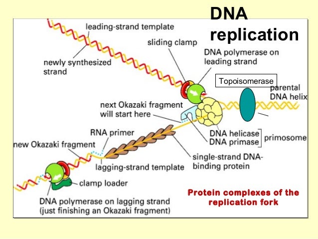 nucleic acids and protein synthesis