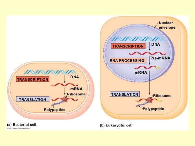 nucleic acids and protein synthesis