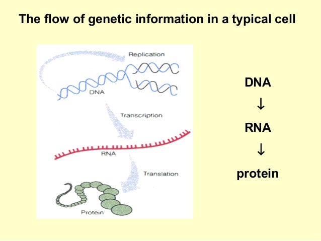 nucleic acids and protein synthesis