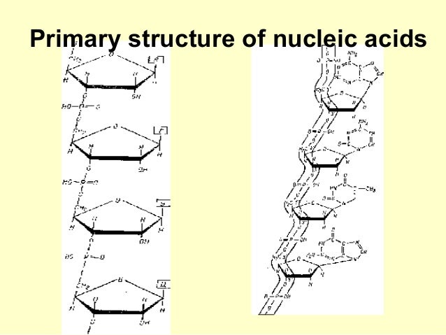 nucleic acids and protein synthesis