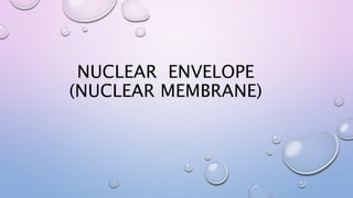 NUCLEAR ENVELOPE
(NUCLEAR MEMBRANE)
 