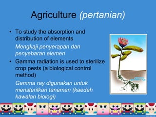 Agriculture (pertanian)To study the absorption and distribution of elementsMengkajipenyerapandanpenyebaranelemenGamma radiation is used to sterilize crop pests (a biological control method)Gamma ray digunakanuntukmensterilkantanaman (kaedahkawalanbiologi) 
