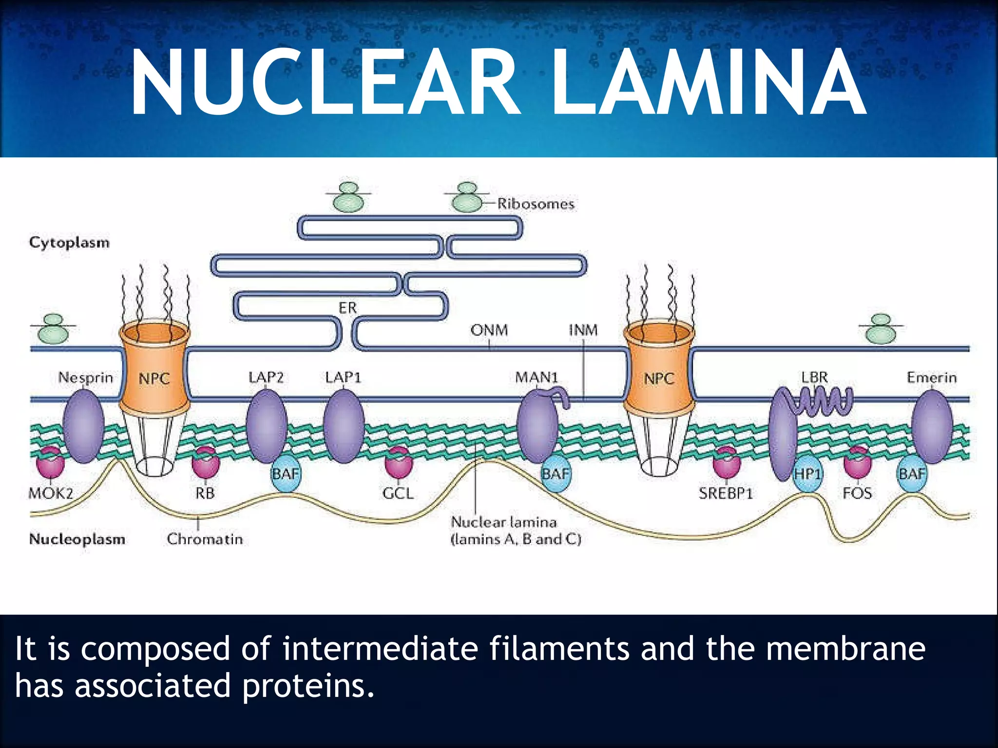 Nuclear envelope | PPT