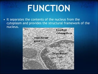 Nuclear envelope | PPT