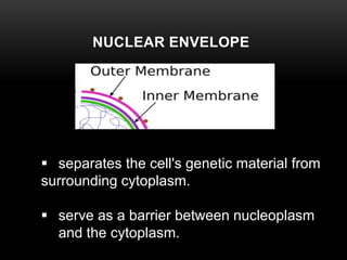 NUCLEAR ENVELOPE 
 separates the cell's genetic material from 
surrounding cytoplasm. 
 serve as a barrier between nucleoplasm 
and the cytoplasm. 
 