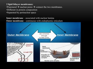 2 lipid bilayer membranes: 
•Punctured  nuclear pores  connect the two membranes. 
•Different in protein composition 
•Separated by perinuclear space 
Inner membrane – associated with nuclear lamina 
Outer membrane – continuous with endoplasmic reticulum 
 